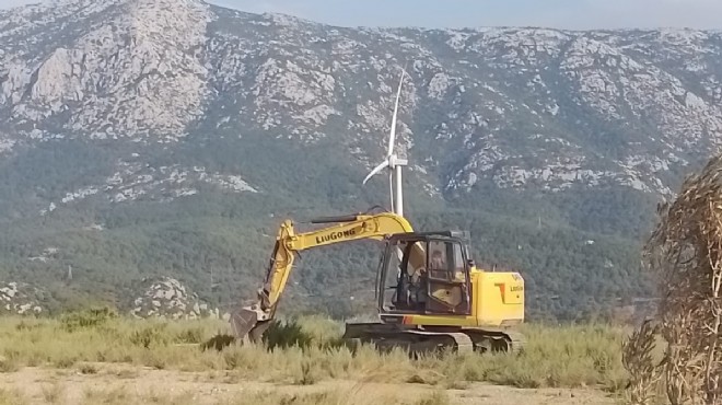 Karaburun da zeytin katliamı sürüyor!