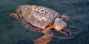 Göztepe de ikinci caretta heyecanı