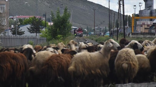 Kars ta kurbanlıkların tren raylarında tehlikeli pazar yolculuğu