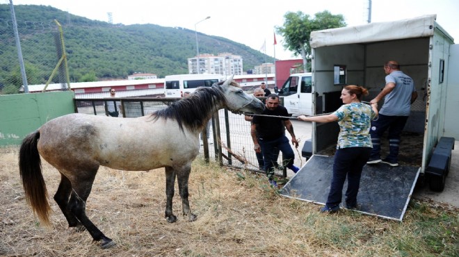 Karşıyaka’da başıboş at operasyonu