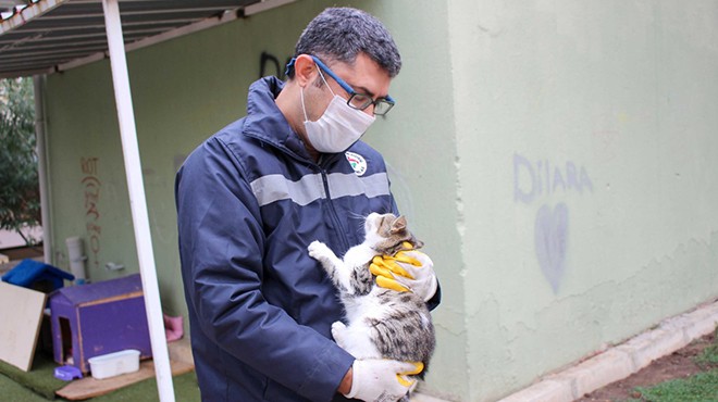 Karşıyaka da kontrolsüz üremeye karşı hamle: Bu yıl 5 bin can dost kısırlaştırıldı!