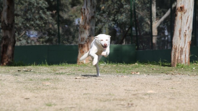 Karşıyaka’nın ampute köpekleri emin ellerde