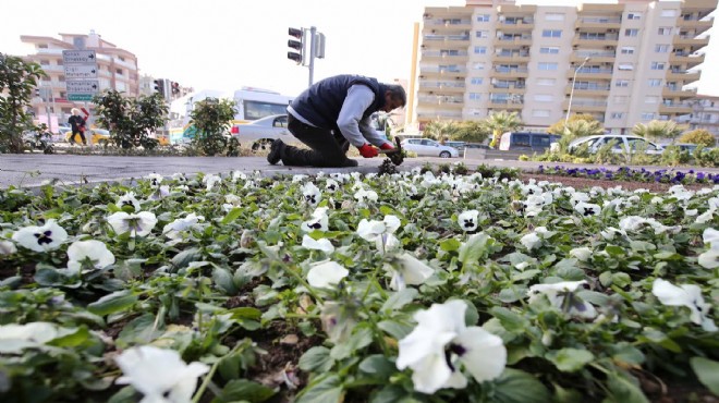 Karşıyaka 200 bin kış çiçeğiyle süslendi