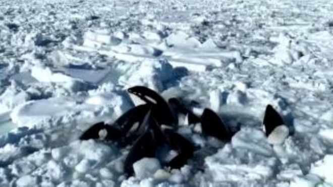 Katil balinalar sürüklenen buzda sıkıştı