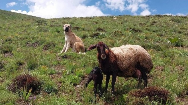 Kayıp kangal doğum yapan koyunu korurken bulundu