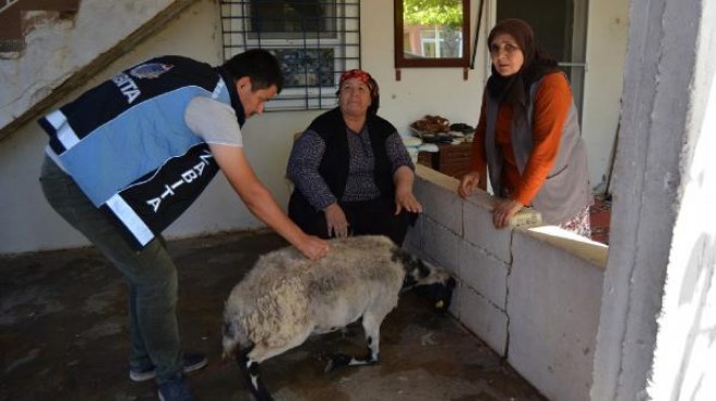 Keçisi kaçan kadına belediye başkanı koyun gönderdi