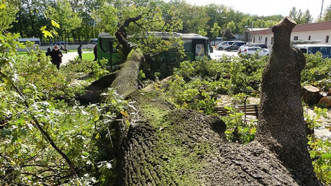 Koca meşe devrildi, deprem sandılar