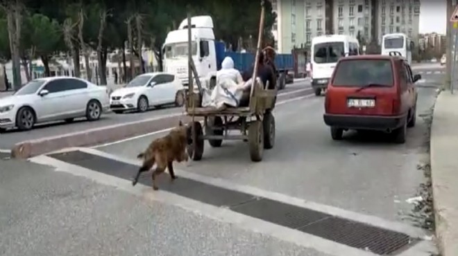 Köpeği at arabasıyla koşturdu, gözaltına alındı