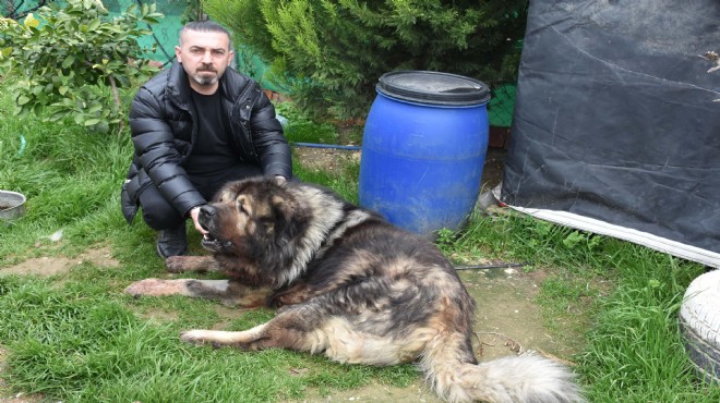 Köpeği yakalayamayınca dehşet saçtı... Pompalı tüfekle vurdu!