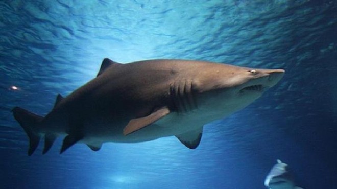 Köpek balığı saldırıları yüzde 35 arttı