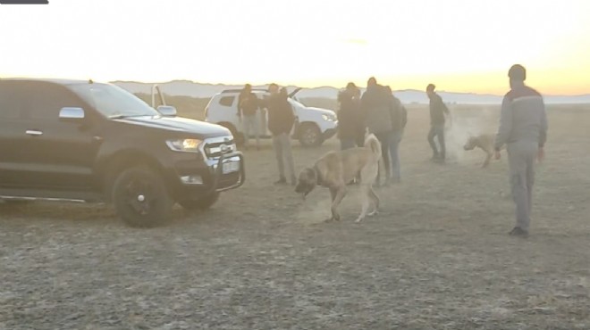 Köpek dövüştürenlere baskın: 150 bin TL ceza kesildi!