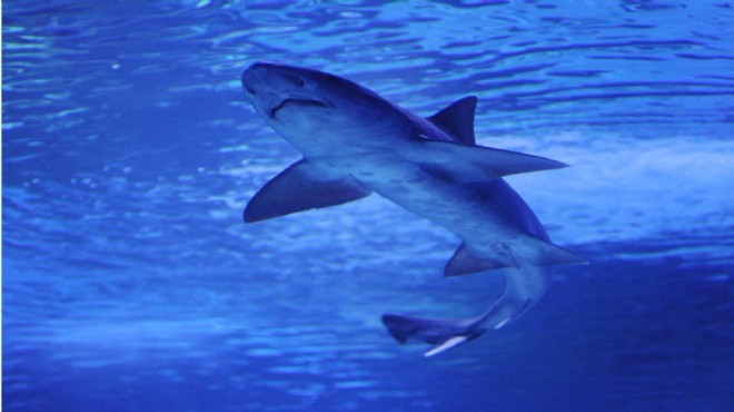 Köpekbalıkları denize atılan uyuşturuculardan halüsinasyon görüyor