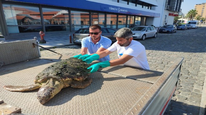 Körfez’de yaralı  Caretta Caretta  bulundu