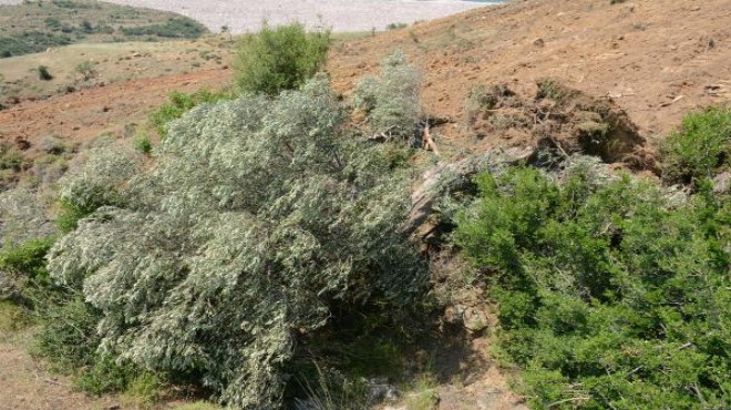 Köylüden taşlı-sopalı tepki: 80 yıllık ağaç sökülünce...