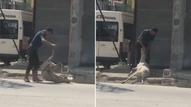 Koyunu döverek bayılttı,  Yorulsun diye yaptım  dedi