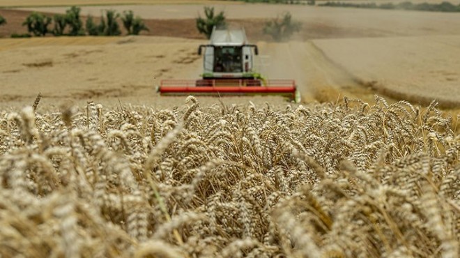 Kuraklık sonrası Egeli çiftçi çözümü buldu: Buğdayın dönüşü!