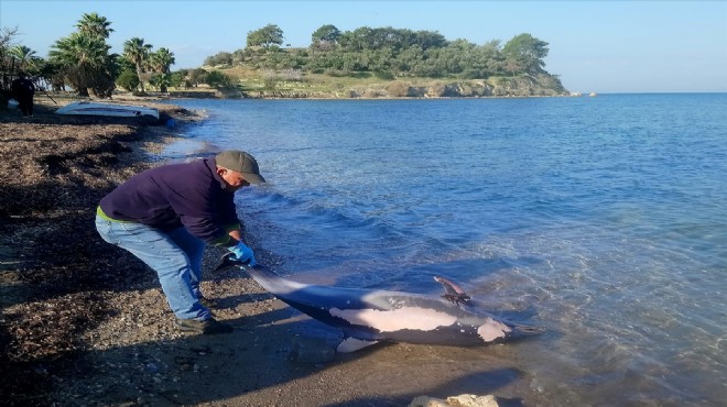 Kuşadası nda ölü yunus sahile vurdu