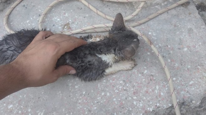 Kuyuya düşen kedi yavrusu kurtarıldı