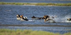 Kuş Cenneti ndeki köpekler toplanıyor