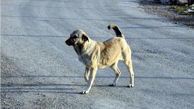 Mahkemeden emsal  başıboş köpek  kararı: Valilik ve belediyeler sorumlu