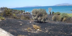 Çeşme de 5 hektar makilik alan yandı