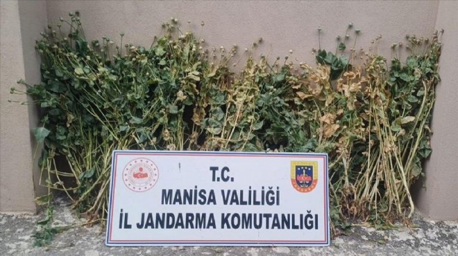 Manisa da 222 kök haşhaş yakalandı