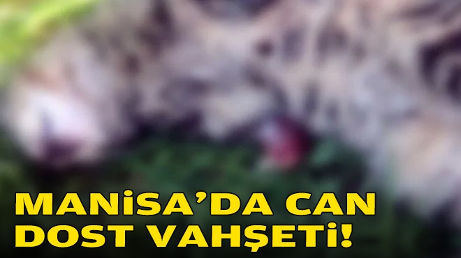 Manisa'da can dost vahşeti!