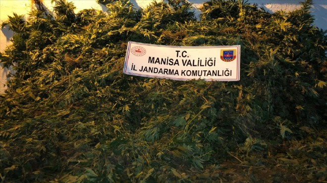 Manisa da ormanlık alanda kenevir yetiştiren 2 kişi yakalandı