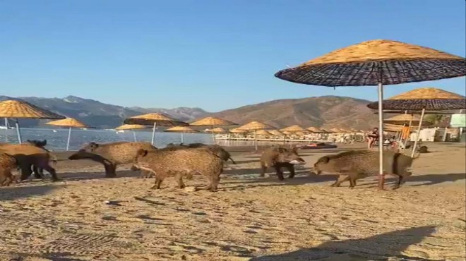 Marmaris te domuzlar sahilin keyfini çıkardı