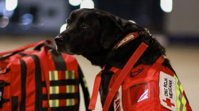 Meksika arama kurtarma köpeklerini Türkiye ye yolluyor