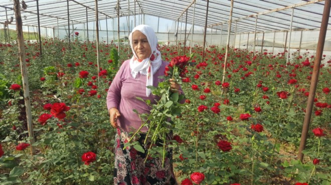 Menderes’te üreticiye koronavirüs darbesi: Satılamayan güller çöpe gitti!