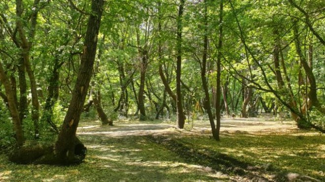 Muğla da bazı bölgelerdeki ormanlara giriş yasaklandı