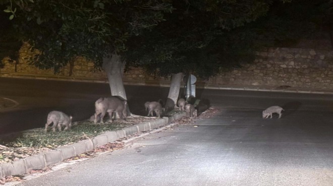 Muğla da domuzlar şehre indi!