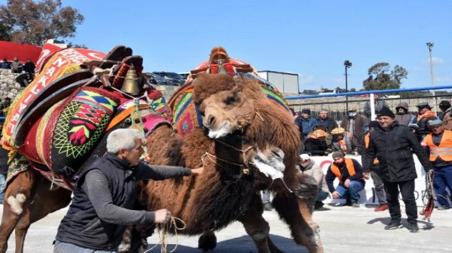 Muğla da geleneksel deve güreşi gerçekleştirildi