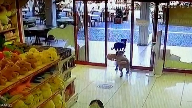 Muğla da gülümseten anlar! Köpekler mağazadan oyuncak çaldı