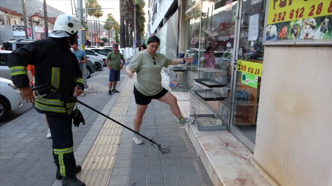 Muğla da iş yerinde yakalanan yılan doğaya bırakıldı