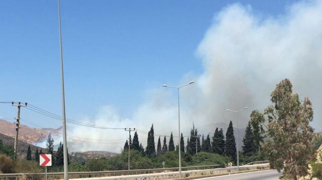 Muğla da tarım arazisi ve makilik alanda yangın