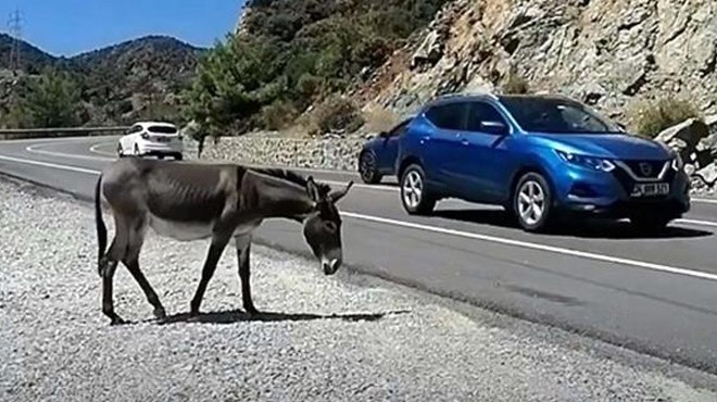 Muğla da trafikte  yaban eşeği  tehlikesi