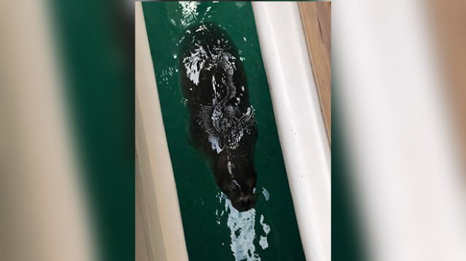 Nesli tehlikedeki Akdeniz foku Datça da görüldü