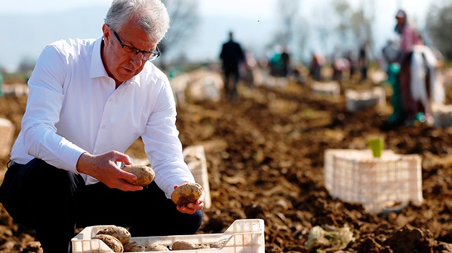 Ödemiş patatesi festivale hazır