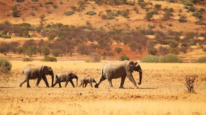 Orta Afrika daki fil nüfusu yüzde 86 azaldı