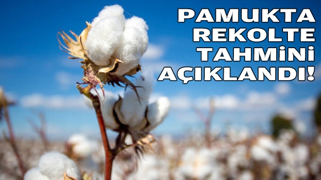 Pamukta rekolte tahmini açıklandı!