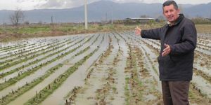 Patates üreticisine bir darbe de yağmurdan