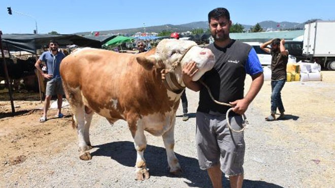 Pazarın en büyüğü...  Toros Kaplanı  ne kadara alıcı buldu?