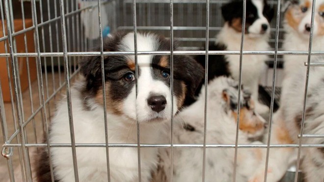 Pet shoplarda hayvan satışı bitiyor