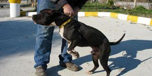 Parkta pitbull gezdirmeye 4 bin 76 lira ceza