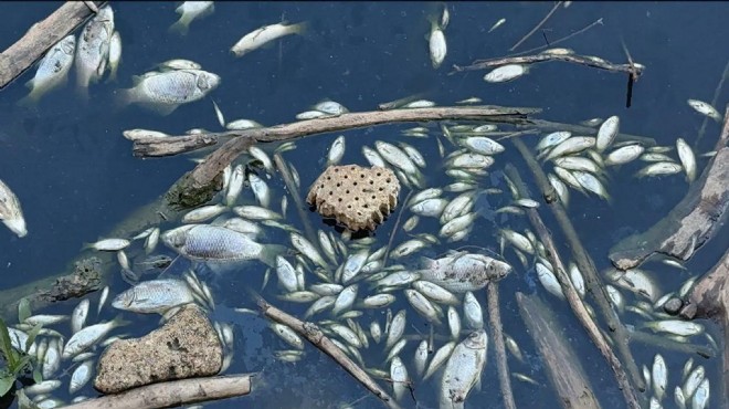 Rengi siyaha döndü, balıklar öldü... Gediz Nehri nin içler acısı hali!