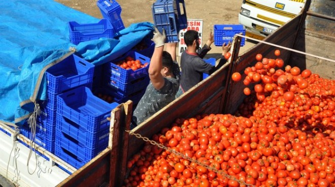 Rusya krizini vurduğu domates 10 kuruştan gidiyor!