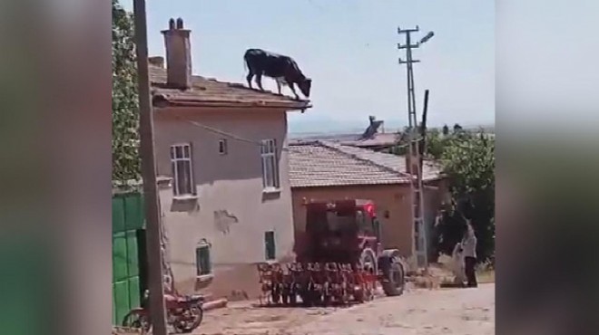 Sahibinden kaçan kurbanlık boğa çatıya çıktı!