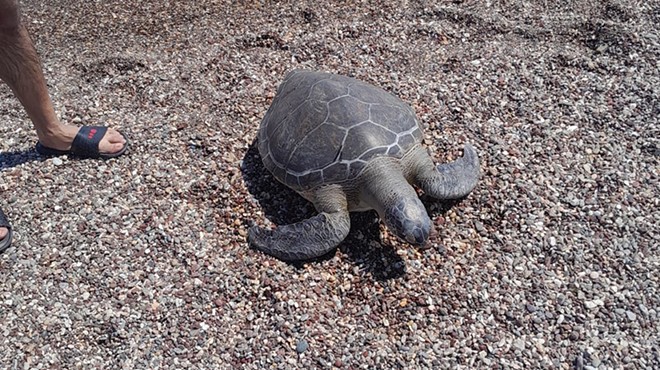 Sahilde ölü Caretta caretta bulundu